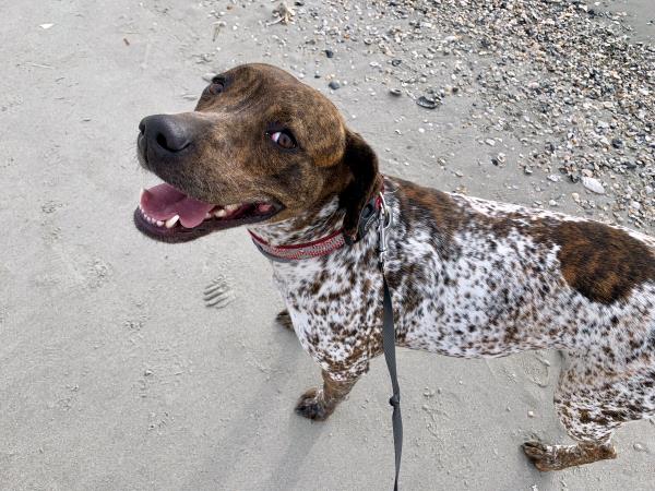 /images/uploads/southeast german shorthaired pointer rescue/segspcalendarcontest2019/entries/11752thumb.jpg